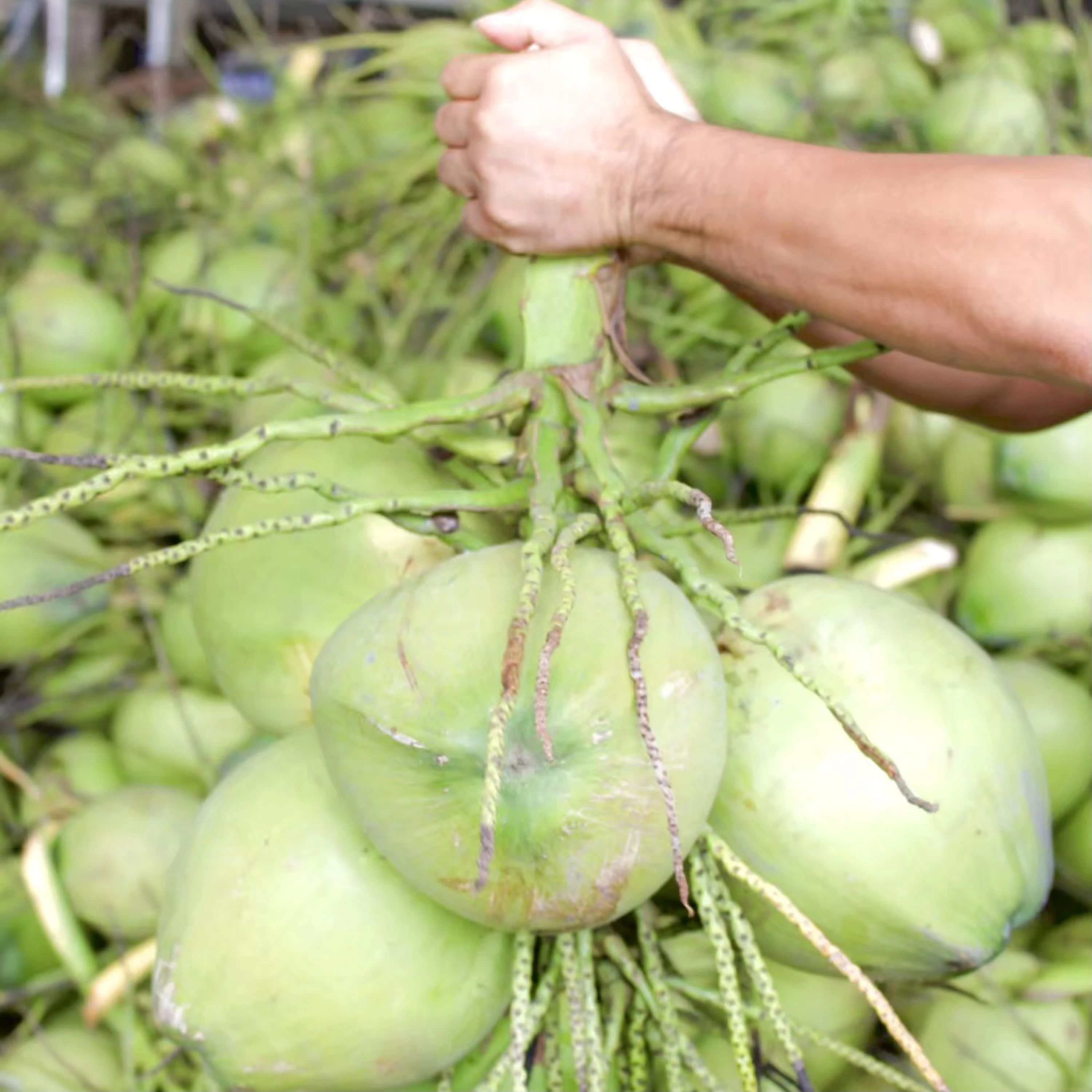 Our coconut is just harvested from farm